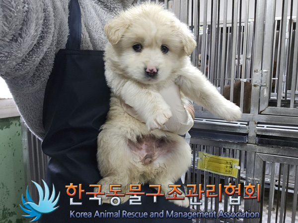 한국동물구조관리협회_441406202402111